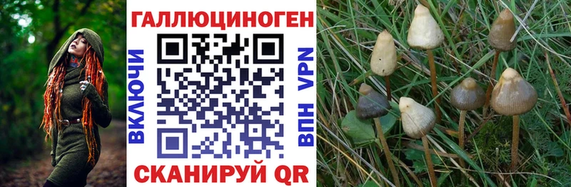 Псилоцибиновые грибы Cubensis  Ивангород 